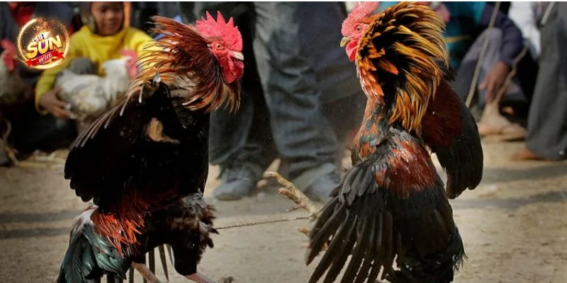 Hé Lộ 5+ Mẹo Đá Gà Hay Thắng Như Cao Thủ Cược Sunwin