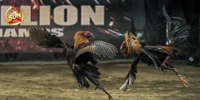 Trong mẹo đá gà hay thắng, kỹ năng quản lý vốn rất quan trọng.